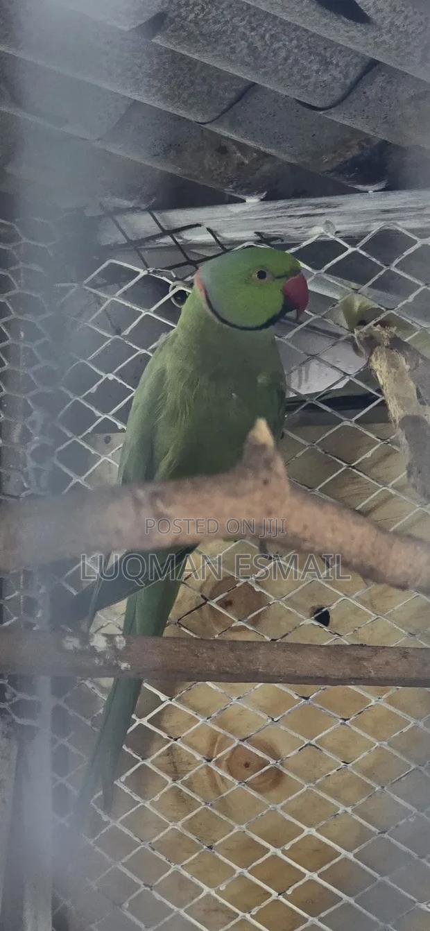 Ring Necks Green - thumbnail 3