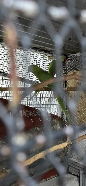 A Breeding Pair Ring Neck - thumbnail 2