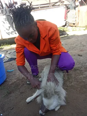 Excellent Vet Services Available