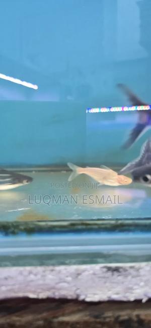 Shark's Siamese - thumbnail 2