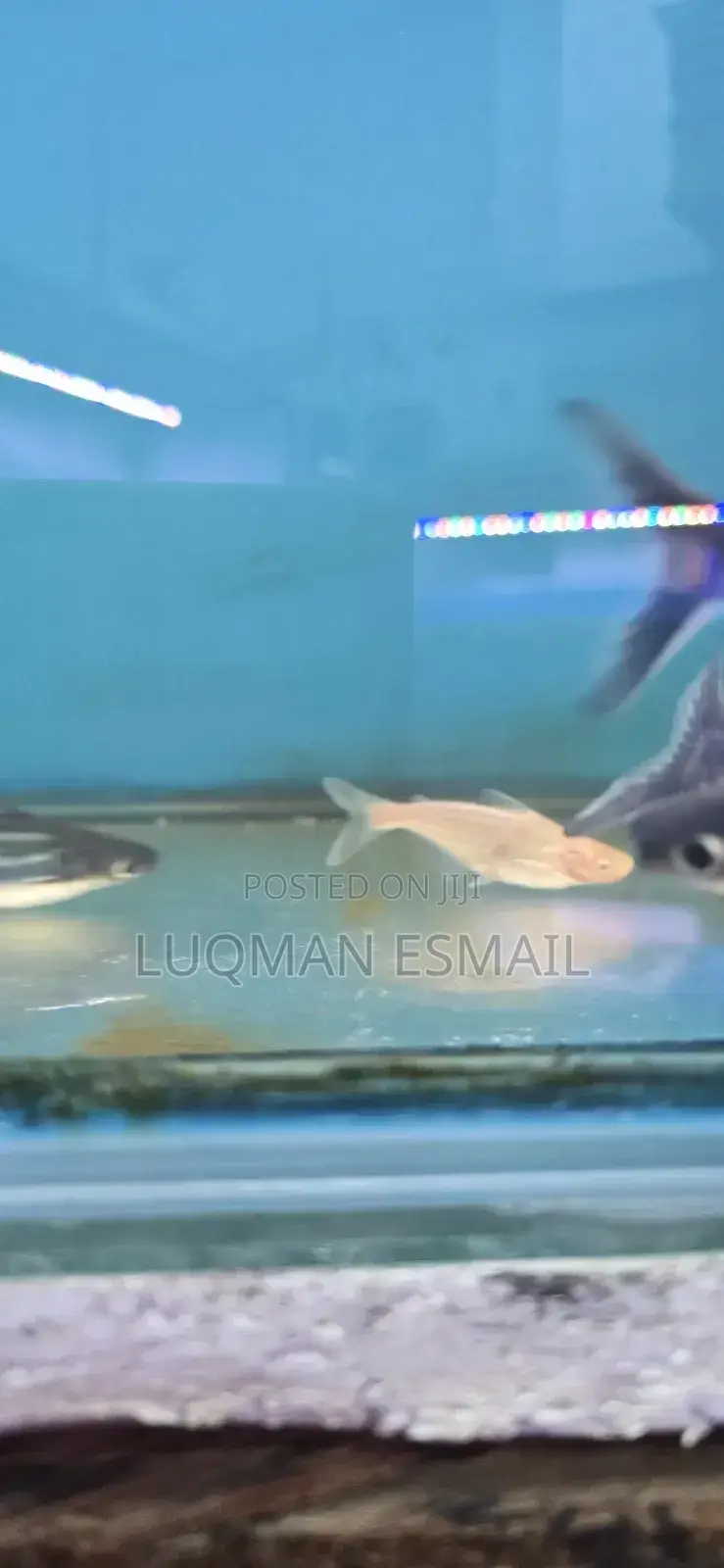 Shark's Siamese