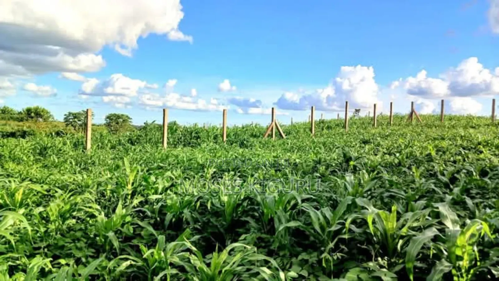 Kangema Farms 50x100 Plots.