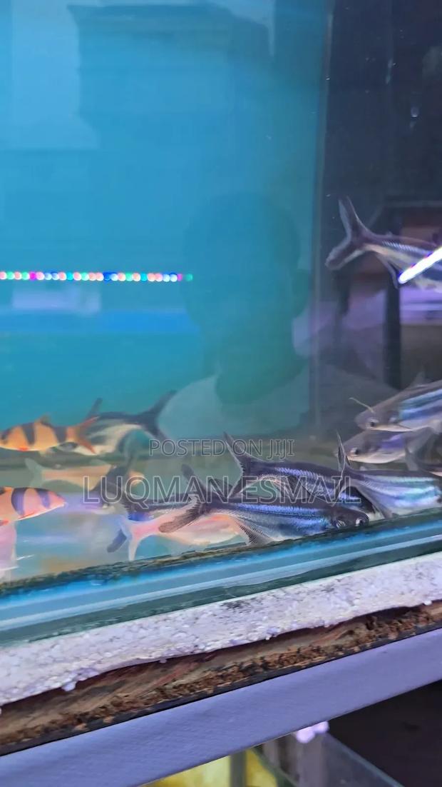 Siamese Sharks - main view