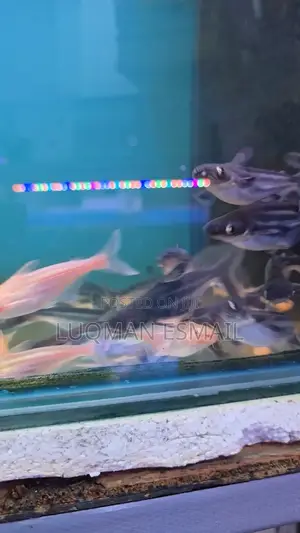 Siamese Sharks