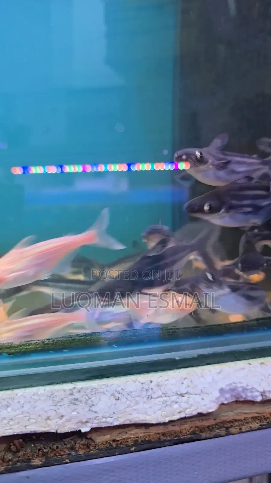 Siamese Sharks