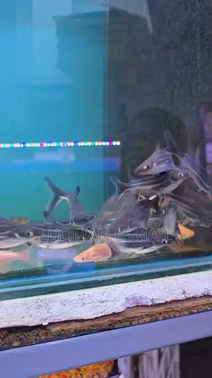 Siamese Sharks