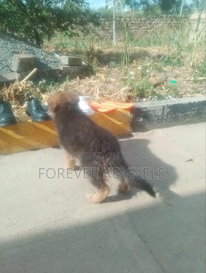 3-6 months Male Purebred German Shepherd - thumbnail 2