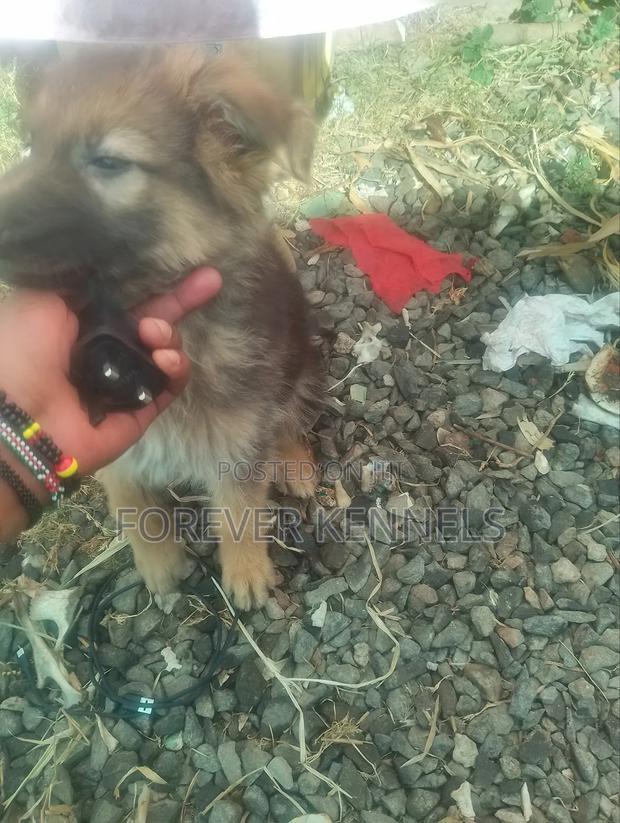 3-6 months Male Purebred German Shepherd - thumbnail 3