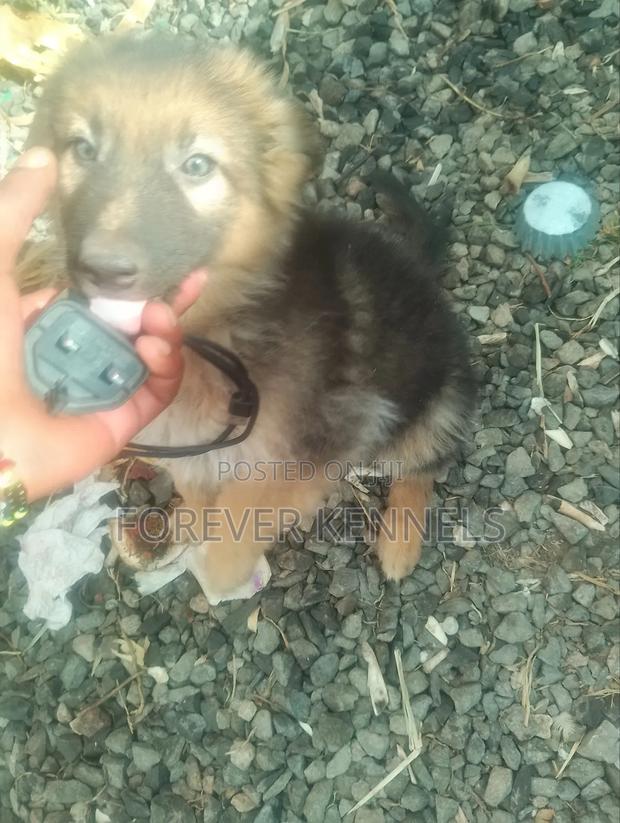 3-6 months Male Purebred German Shepherd - thumbnail 4