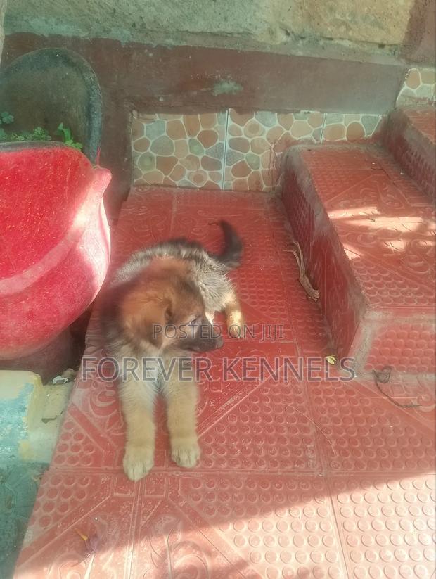 3-6 months Male Purebred German Shepherd - thumbnail 5