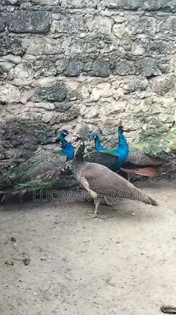 Peacock Male - main view