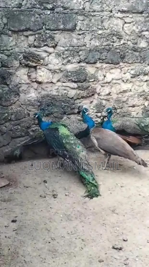 Peacock Male - thumbnail 3