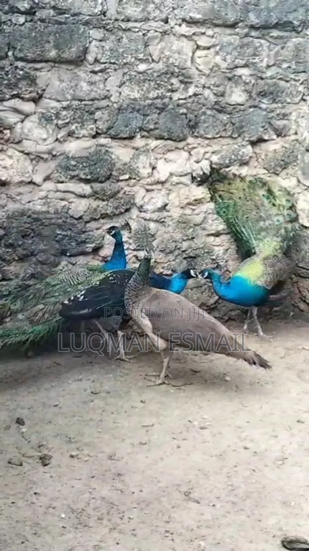 Peacock Male - thumbnail 4