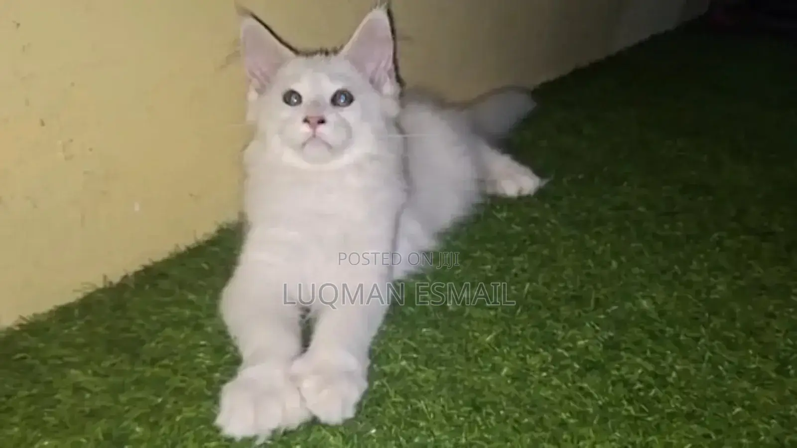 1-3 months Female Purebred Maine Coon