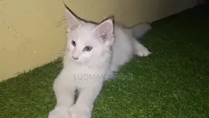 1-3 months Female Purebred Maine Coon