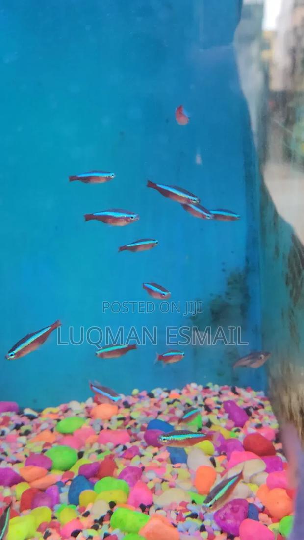 Cardinal Tetras - main view