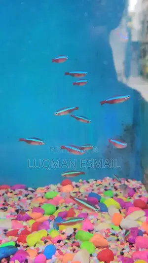 Cardinal Tetras