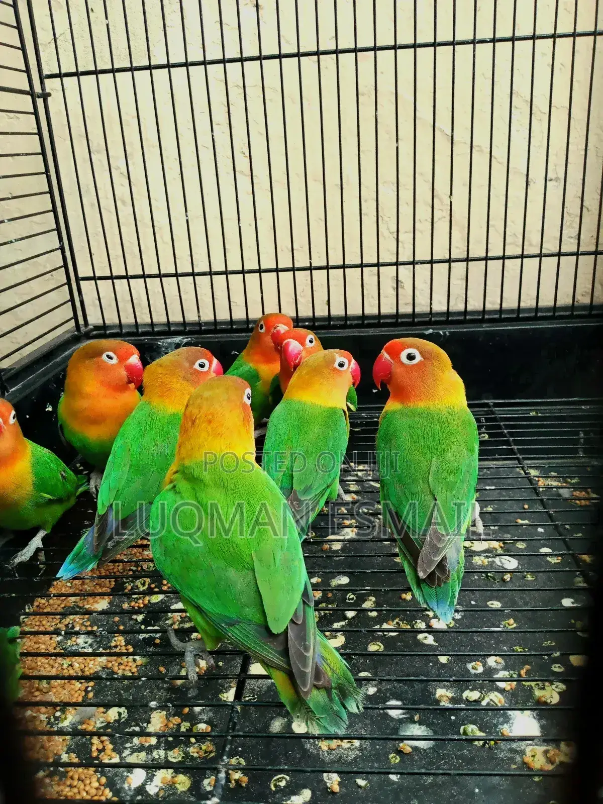 Love Birds