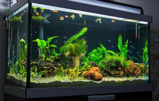 Fresh Water Aquarium - main view