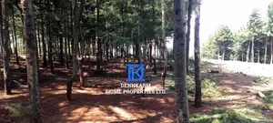 Prime Plots for Sale – Forest Groove Kikuyu, Thigio