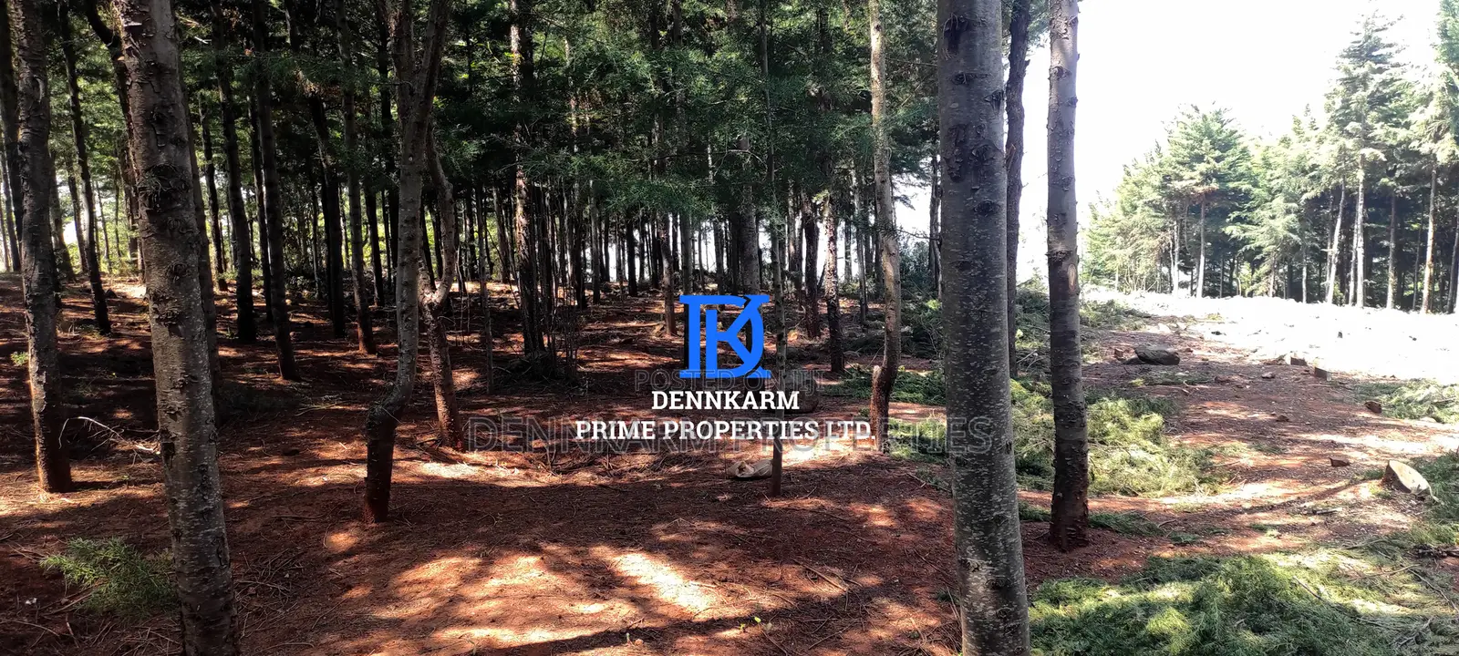Prime Plots for Sale – Forest Groove Kikuyu, Thigio