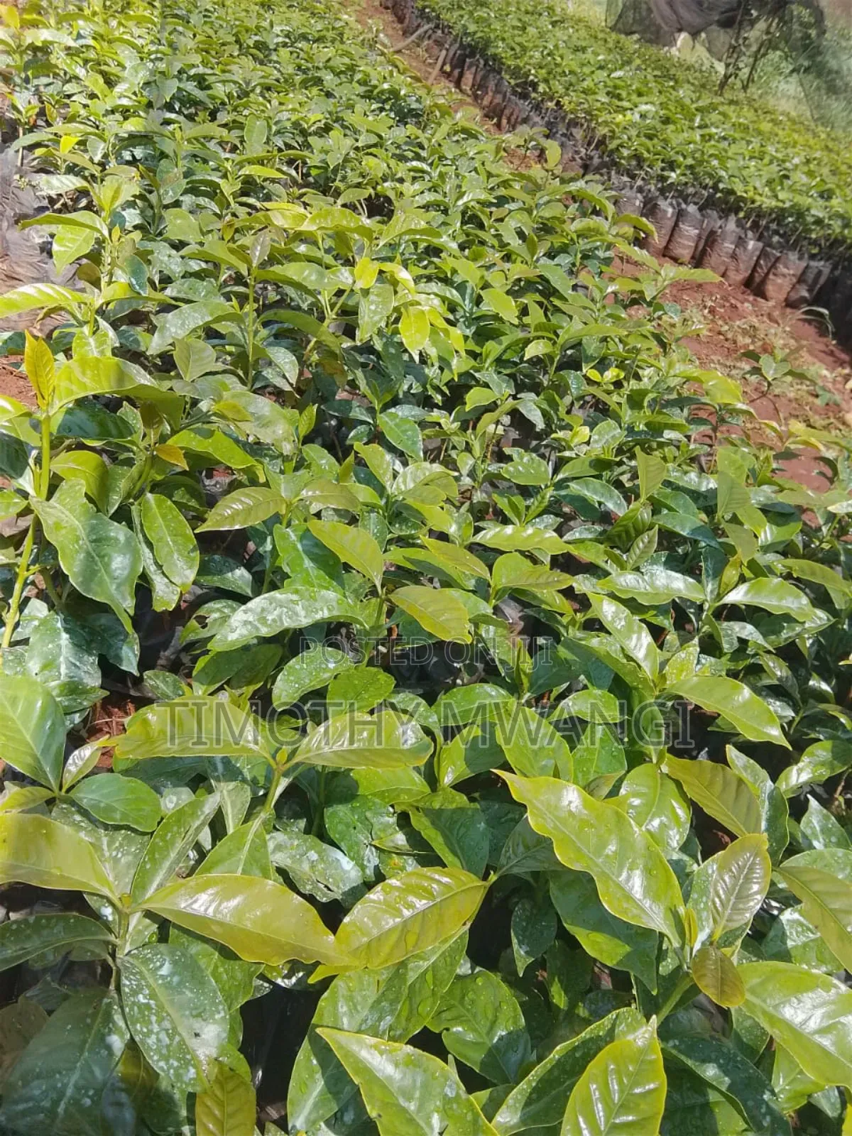 Ruiru 11 Coffee Seedlings