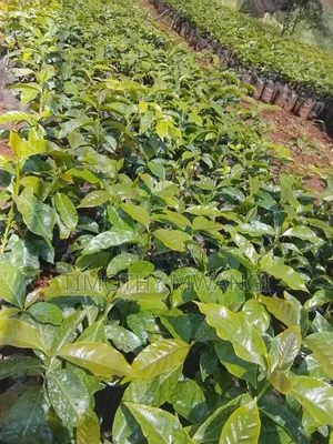 Ruiru 11 Coffee Seedlings