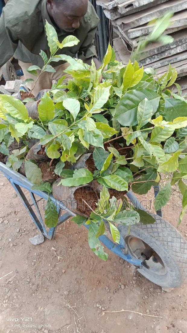 Ruiru 11 Coffee Seedlings - thumbnail 3