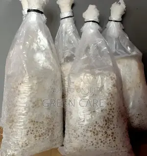 Mushroom Spawns / Seeds
