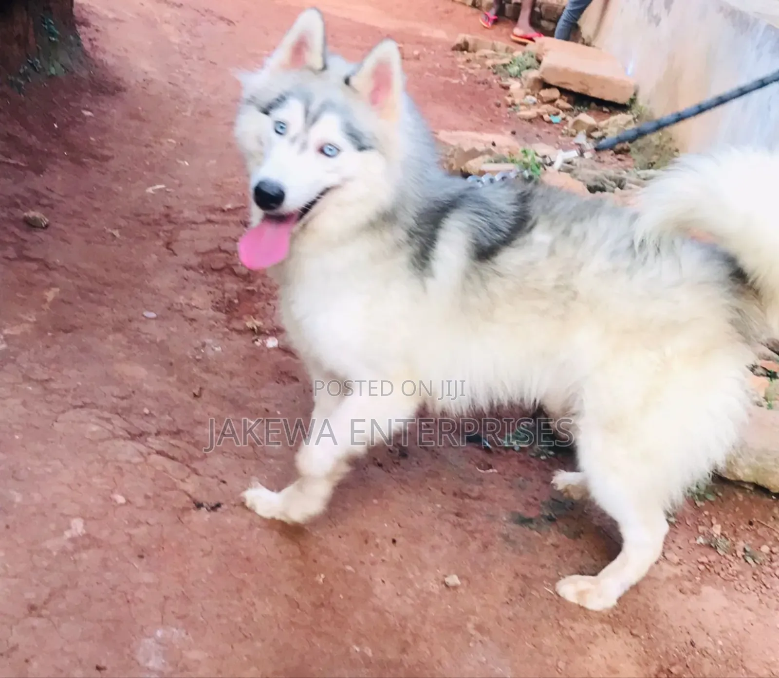 1-3 months Female Purebred Siberian Husky