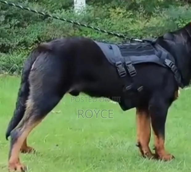 Tactical Dog Harness - thumbnail 3