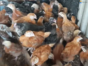 One Month Old Improved Kienyeji Chicks