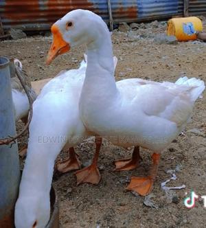 Chinese Geese - thumbnail 2