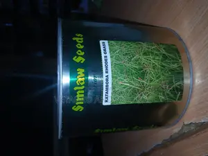 Katambora Rhodes Grass