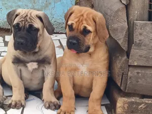 1-3 months Male Purebred Boerboel