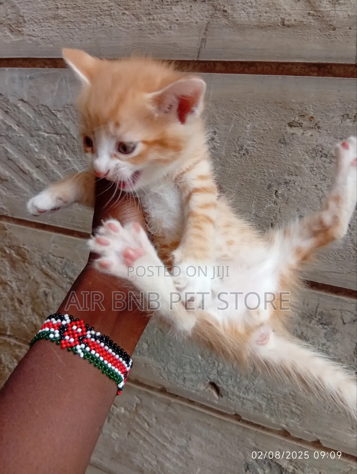 1-3 months Male Mixed Breed American Curl