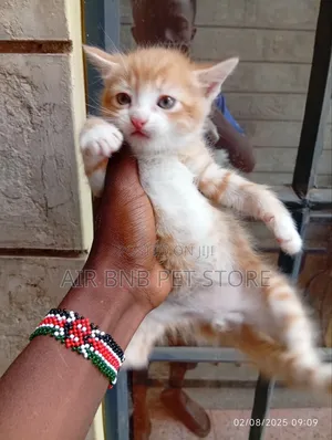 1-3 months Male Mixed Breed American Curl