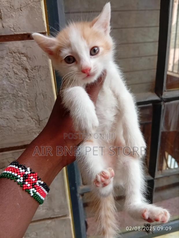 1-3 months Male Mixed Breed American Curl - thumbnail 2