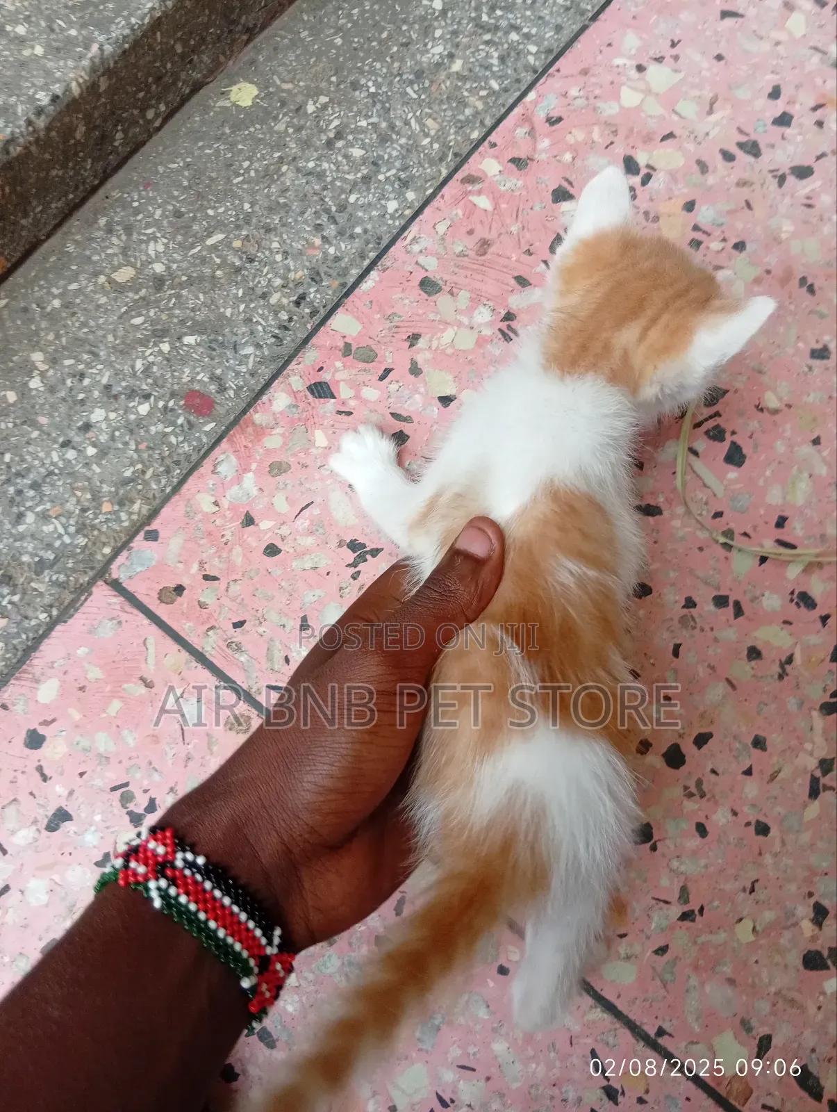 1-3 months Male Mixed Breed American Curl