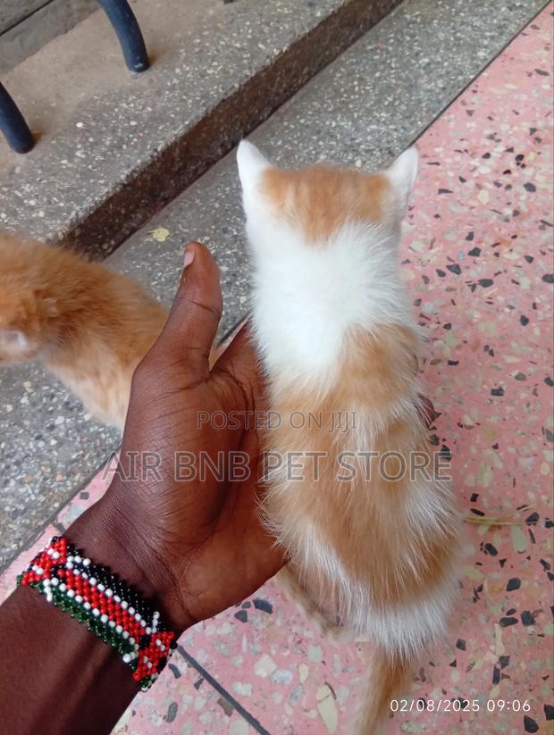 1-3 months Male Mixed Breed American Curl - thumbnail 5