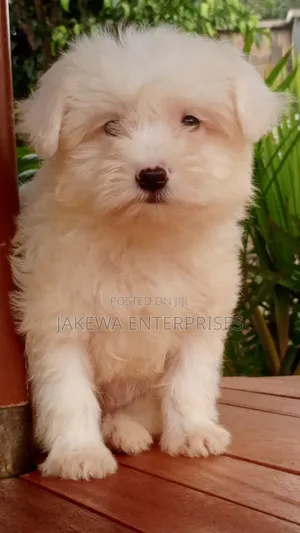 1-3 months Male Purebred Havanese