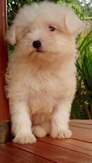 1-3 months Male Purebred Havanese