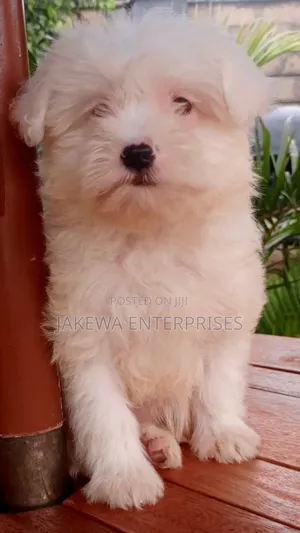 1-3 months Male Purebred Havanese