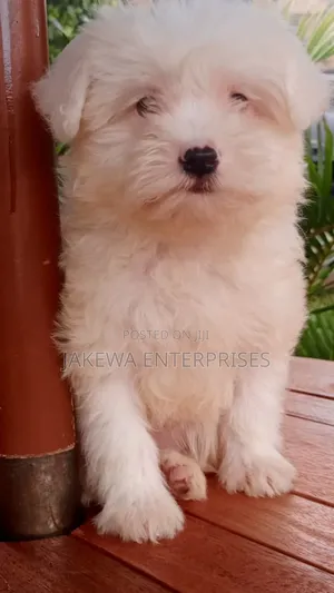 1-3 months Male Purebred Havanese
