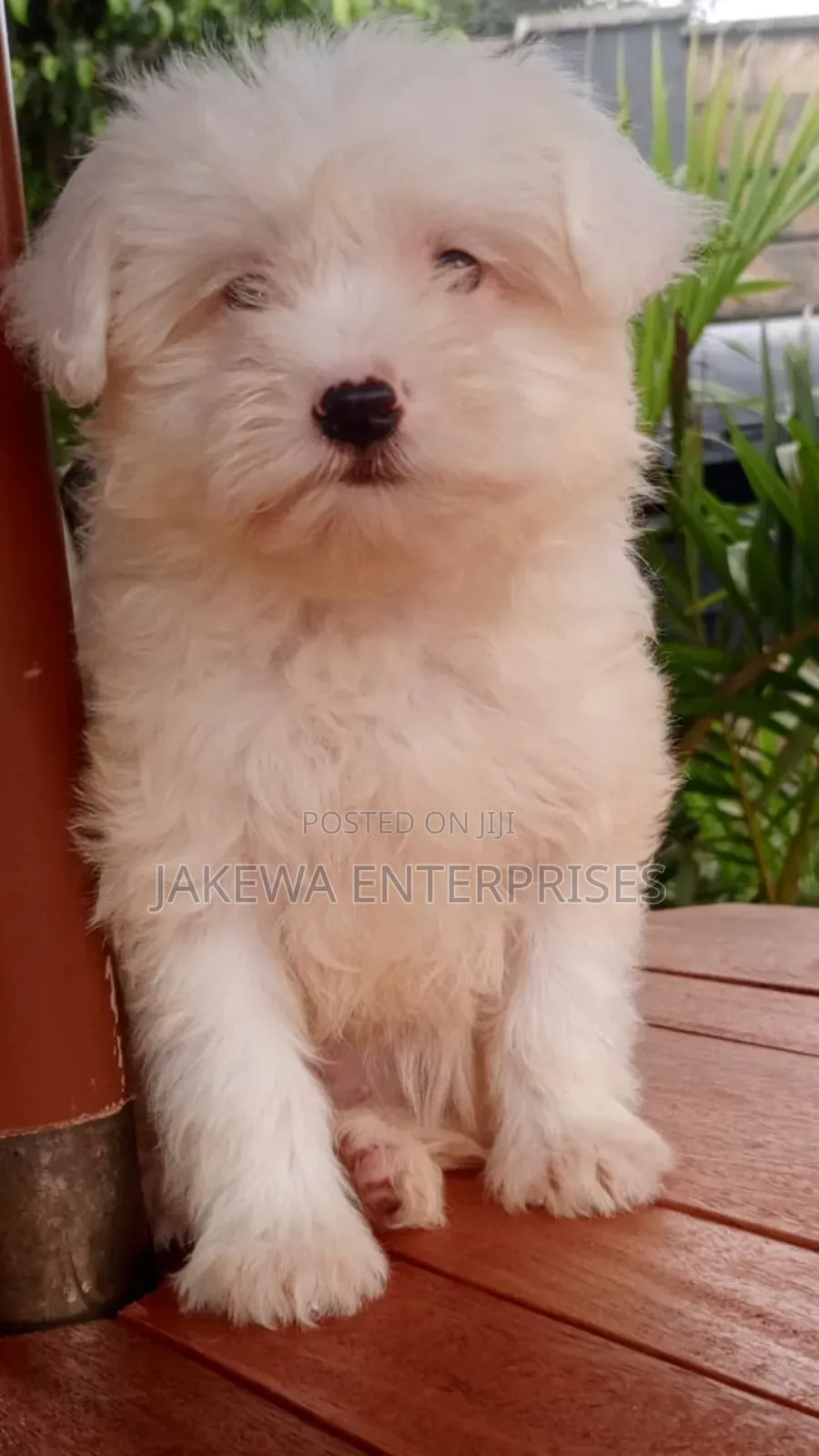 1-3 months Male Purebred Havanese