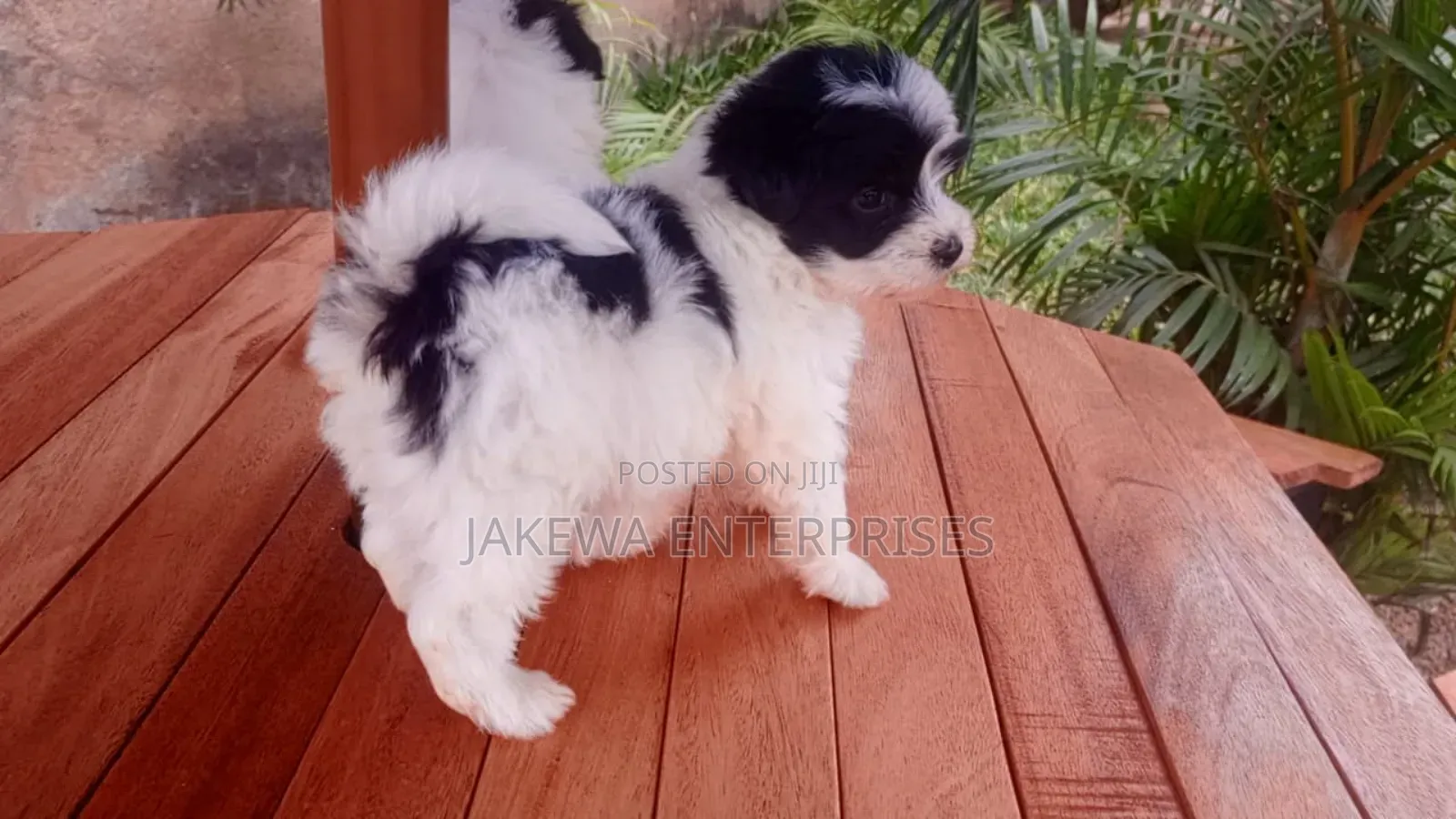 1-3 months Female Purebred Havanese