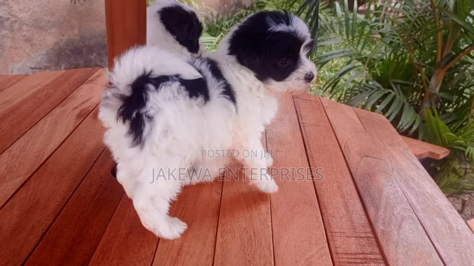 1-3 months Female Purebred Havanese
