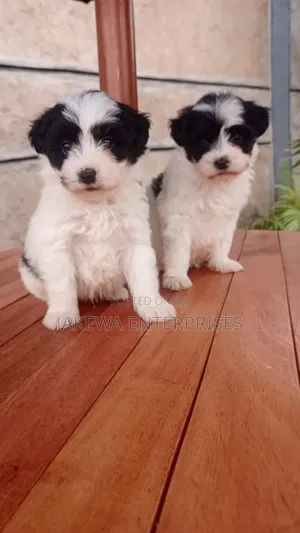 1-3 months Male Purebred Havanese