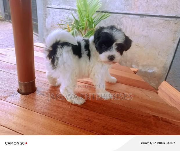 1-3 months Female Purebred Havanese