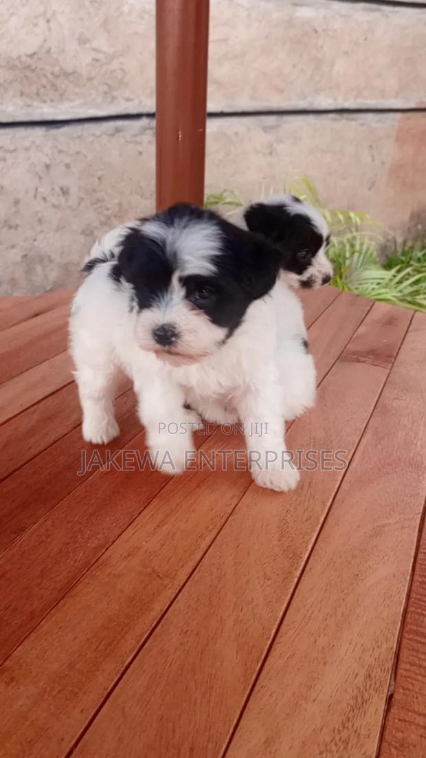 1-3 months Female Purebred Havanese - thumbnail 2